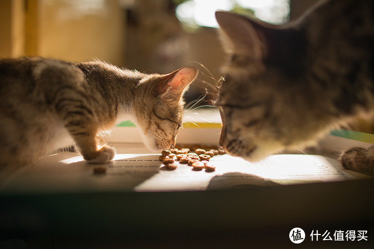 新手铲屎官猫粮选购攻略
