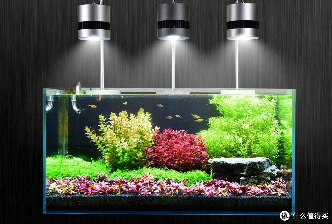 鱼缸里除了养鱼还能养什么宠物