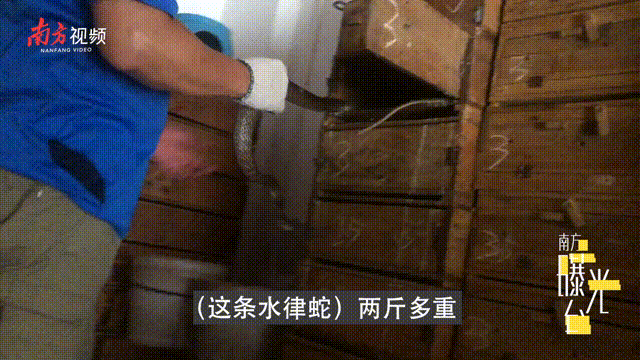 最严禁野令下，广东多地仍有人卖野味：可预定竹鼠，眼镜蛇85元/斤！