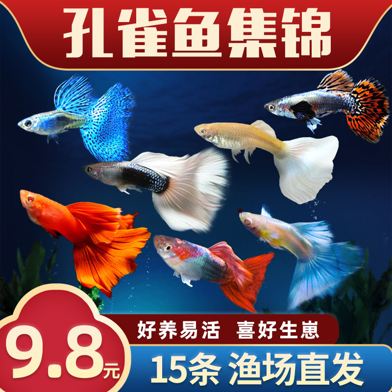 别人的孔雀鱼越养越多，为啥你的越养越少？——孔雀鱼入门级攻略