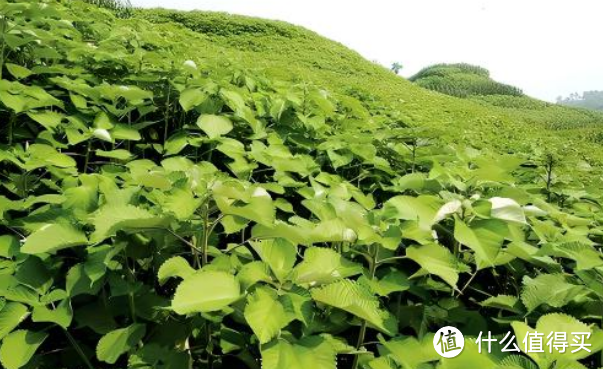 农村用它喂猪，却不知它是世界上纤维最长最细的植物，被国际上称为“中国草”